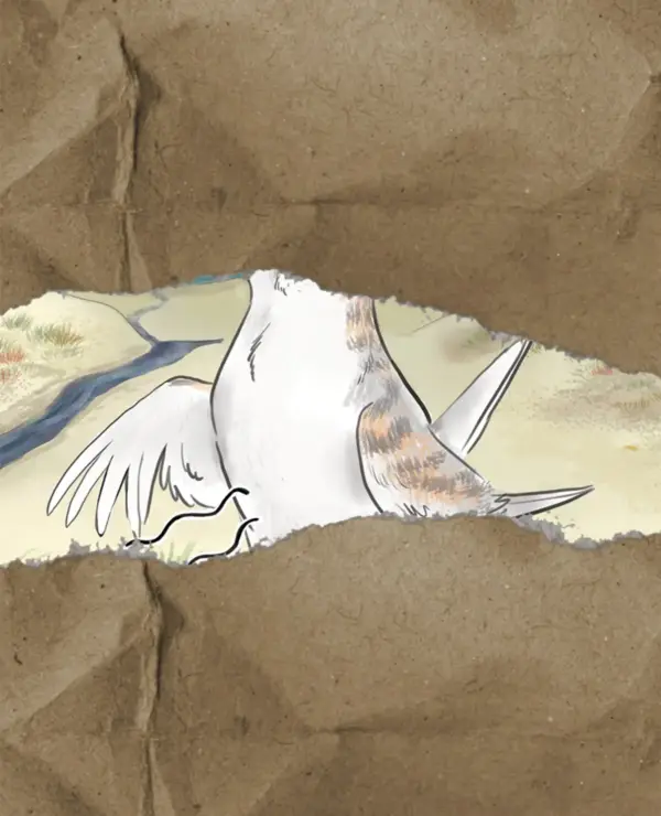 Pre order Iti The Hungry Fairy Tern